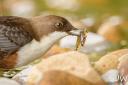 A dipper with a fish