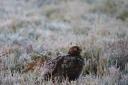 A Red Grouse on a cold and frosty morning on Ilkley Moor by Fiona Currie