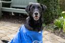 Harley was a Pets as Therapy dog and top fundraiser for Sue Ryder Wheatfields Hospice