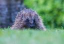 Border Telegraph Camera Club member Lisa McLeish posted this gorgeous photo, adding: “My first ever photo of a hedgehog! I went into the kitchen last night around 10pm and spotted this little guy scurrying around on the lawn outside! I've