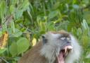 A Long-tailed Macaque