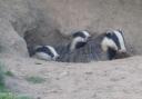 Wharfedale badgers wondering if it is safe to come out of their sett, by Denis O’Connor, taken on the evening of 1st June 2021