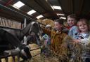 Children from Ashfield Primary School meet the goats
