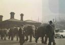 Elephants in Otley