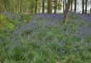 A carpet of bluebells in a wood between Askwith and Clifton by Nick Turnbull
