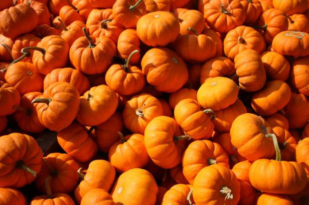 Wharfedale Observer: Pumpkins (Canva)