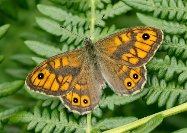 Wharfedale Observer: Wall butterfly which is now endangered (Iain H Leach/Butterfly Conservation/PA)