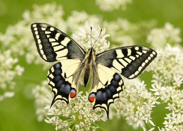 Wharfedale Observer: Swallowtail butterflies have seen their status worsen to ‘vulnerable’ (Iain H Leach/Butterfly Conservation/PA)