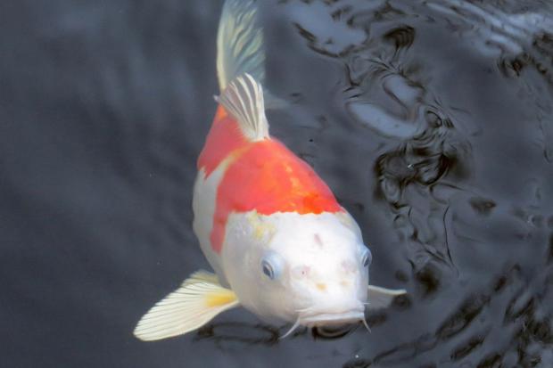 Expensive Koi fish and power tools were stolen during a series of burglaries on the same street. Image of a Koi Carp fish above. Picture: Canva, Pixabay