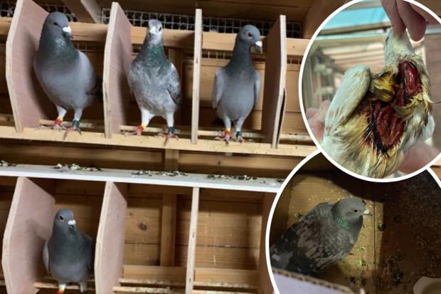 Hundreds of racing pigeons missing after alleged raptor attack at weekend event