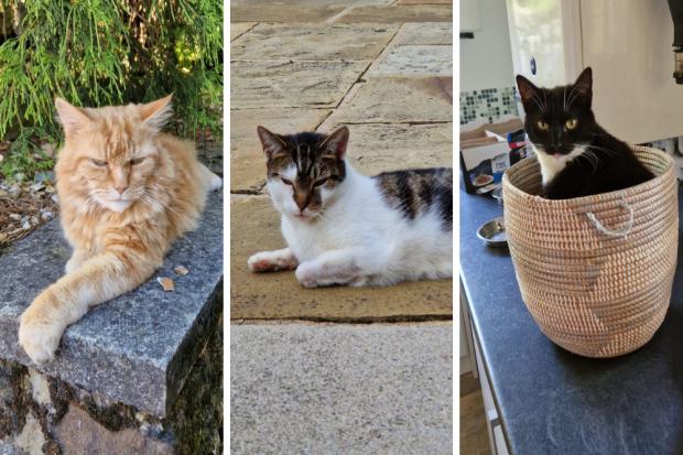 'Pay-as-you-can' cat neutering scheme to help Bradfordians with vet bills
