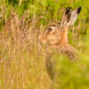 Hare. Photo by Steve Westerman