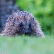 Border Telegraph Camera Club member Lisa McLeish posted this gorgeous photo, adding: “My first ever photo of a hedgehog! I went into the kitchen last night around 10pm and spotted this little guy scurrying around on the lawn outside! I've