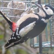 The female woodpecker
