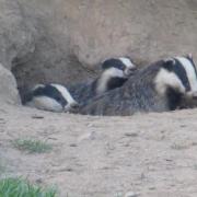 Wharfedale badgers wondering if it is safe to come out of their sett, by Denis O’Connor, taken on the evening of 1st June 2021