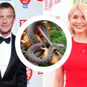 Celebrities could face some 'venomous' snakes in the jungle as well as black widow spiders and bats