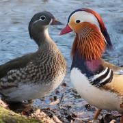 Impossibly beautiful Mandarin Ducks at Gloden Acre Park by Fiona Currie