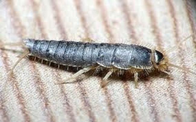 The fascinating world of silverfish