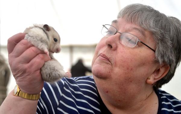 Suan Kilburn, show manager, with a nine-months-old non-standard hamster called Sugar