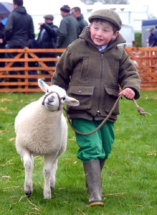 William Hall, four, showing his two-month-old lamb Daisey in the young shepherd class