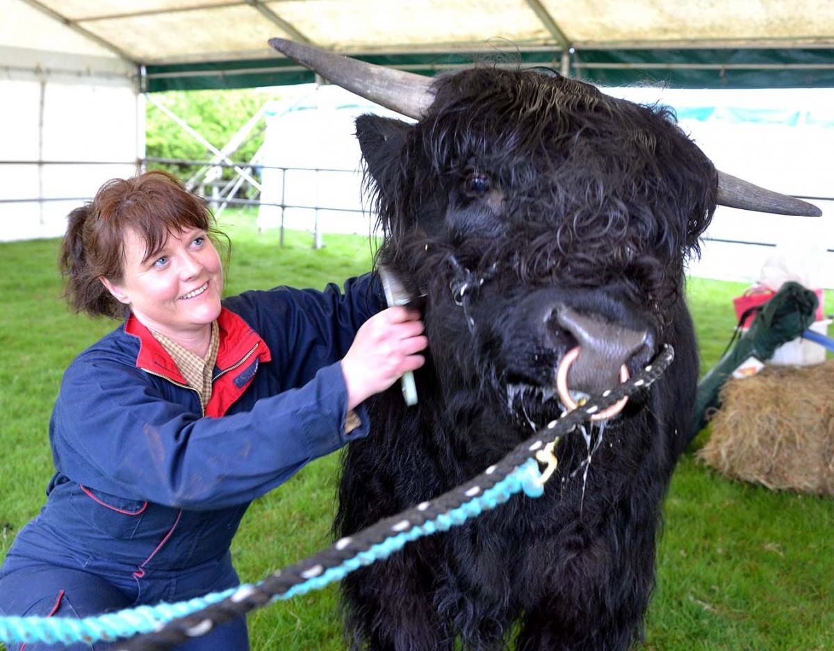 A 14-month-old Highland bull gets ready with the help of Mandy Cameron from Queensbury