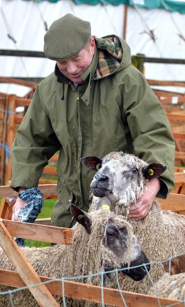 Willis Graham prepares his Masham Sheep