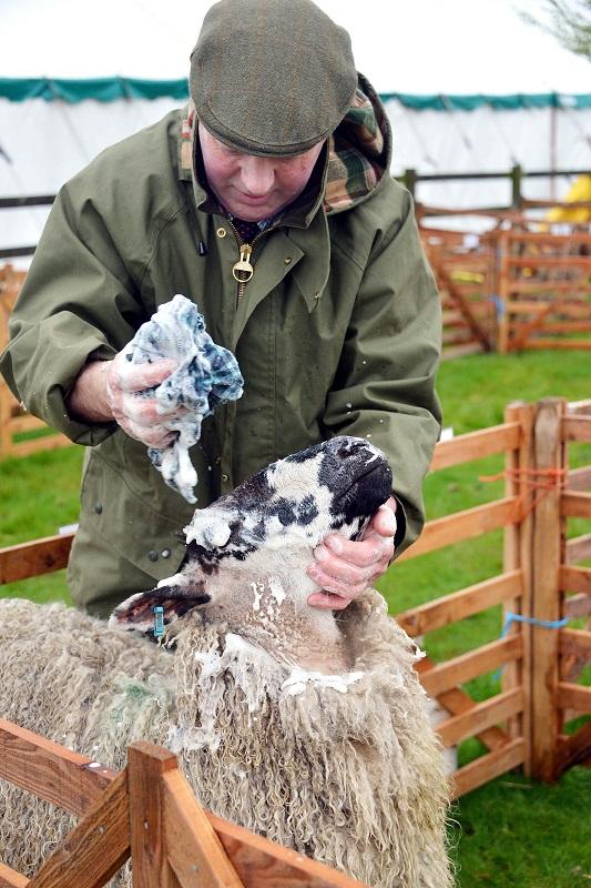 Willis Graham prepares his Masham sheep