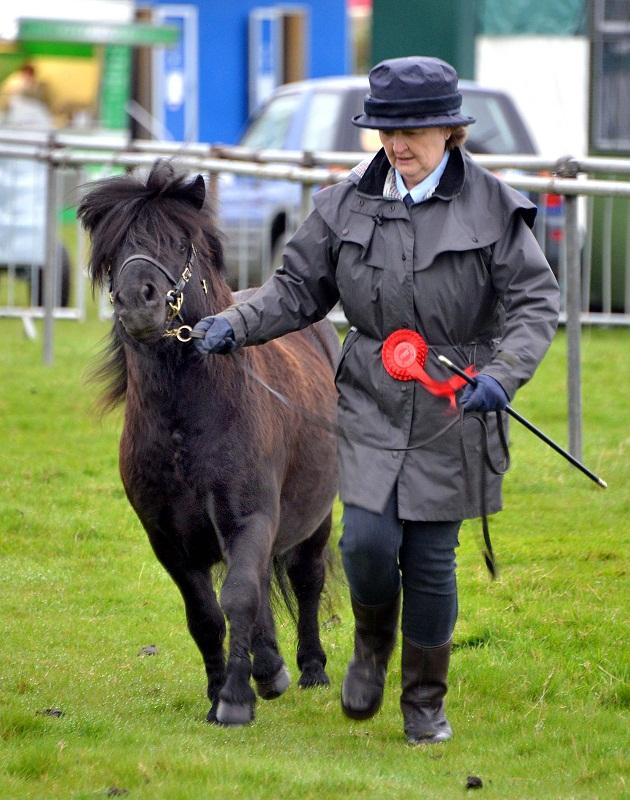 Eileen Barnes with her four-year-old Shetland stallion Rosslyn Murphys Law