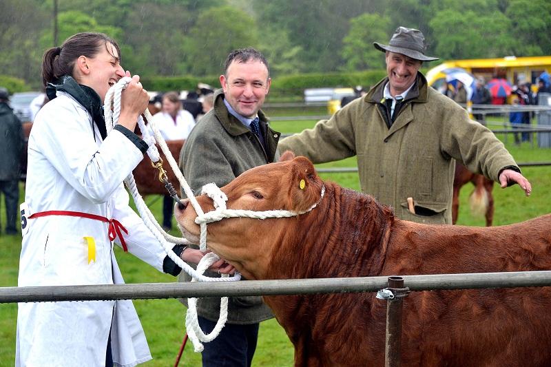 Cattle judging at Otley Show 2013