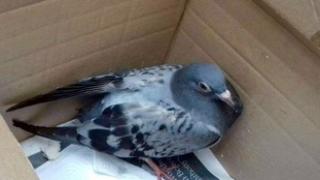 The rescued pigeon