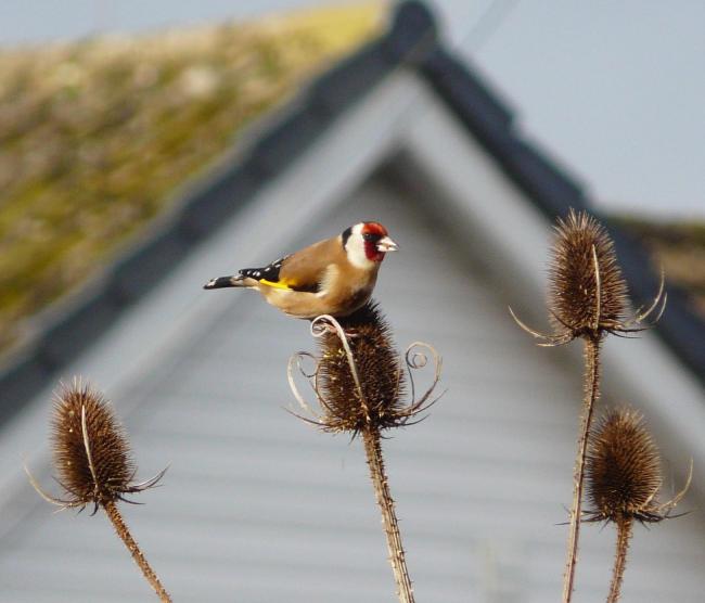A goldfinch on teasel-heads
