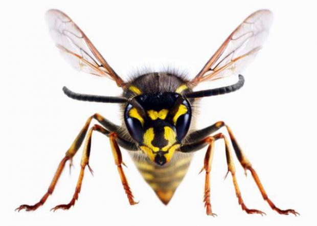 Wharfedale Observer: A wasp